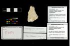 Foto (Objekt + Etikett) von Cracensigillatus acutirostris (Moericke, 1889)  (NHMW-GEO-2014-0194-0854)